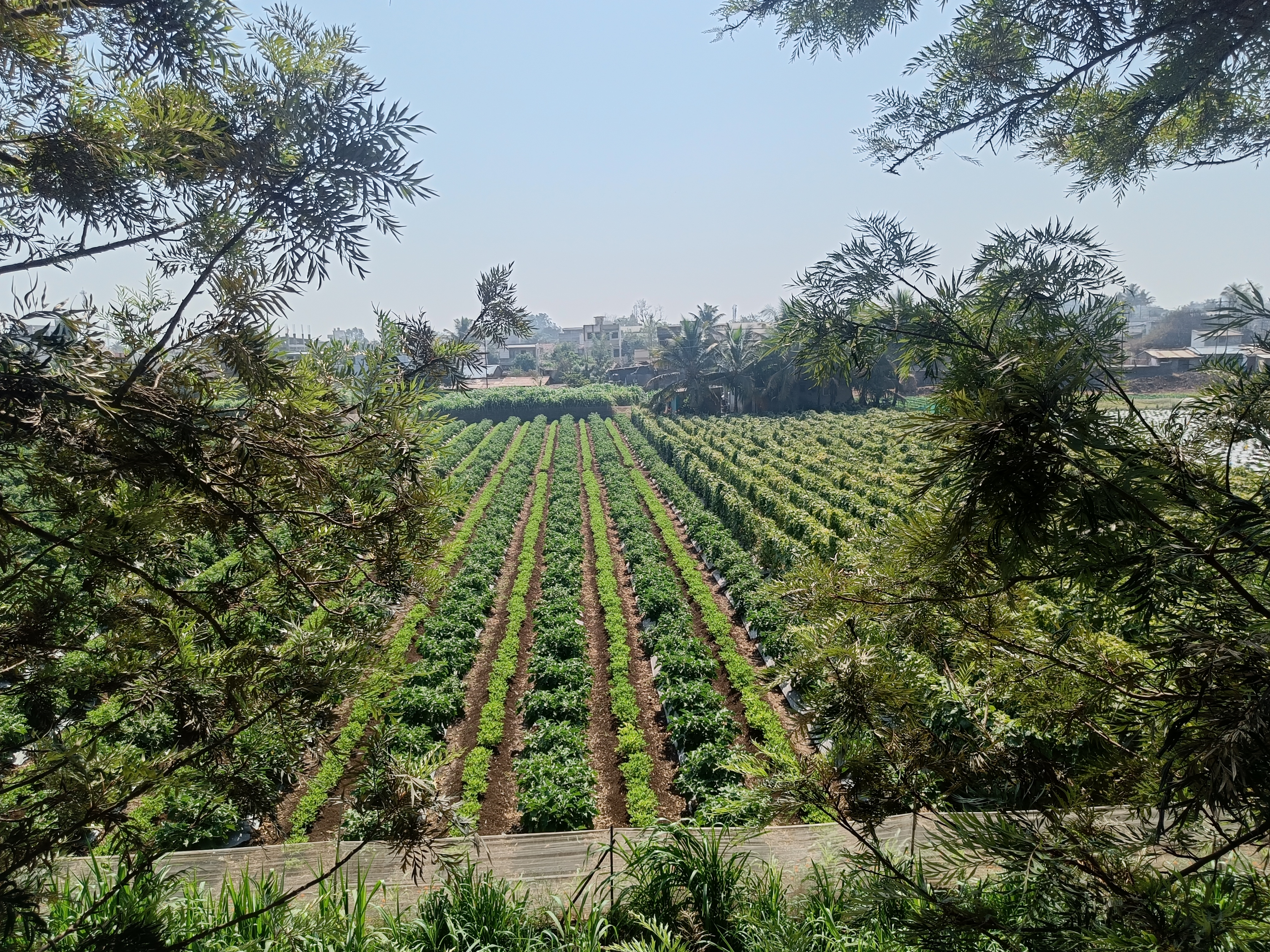 Farm 13