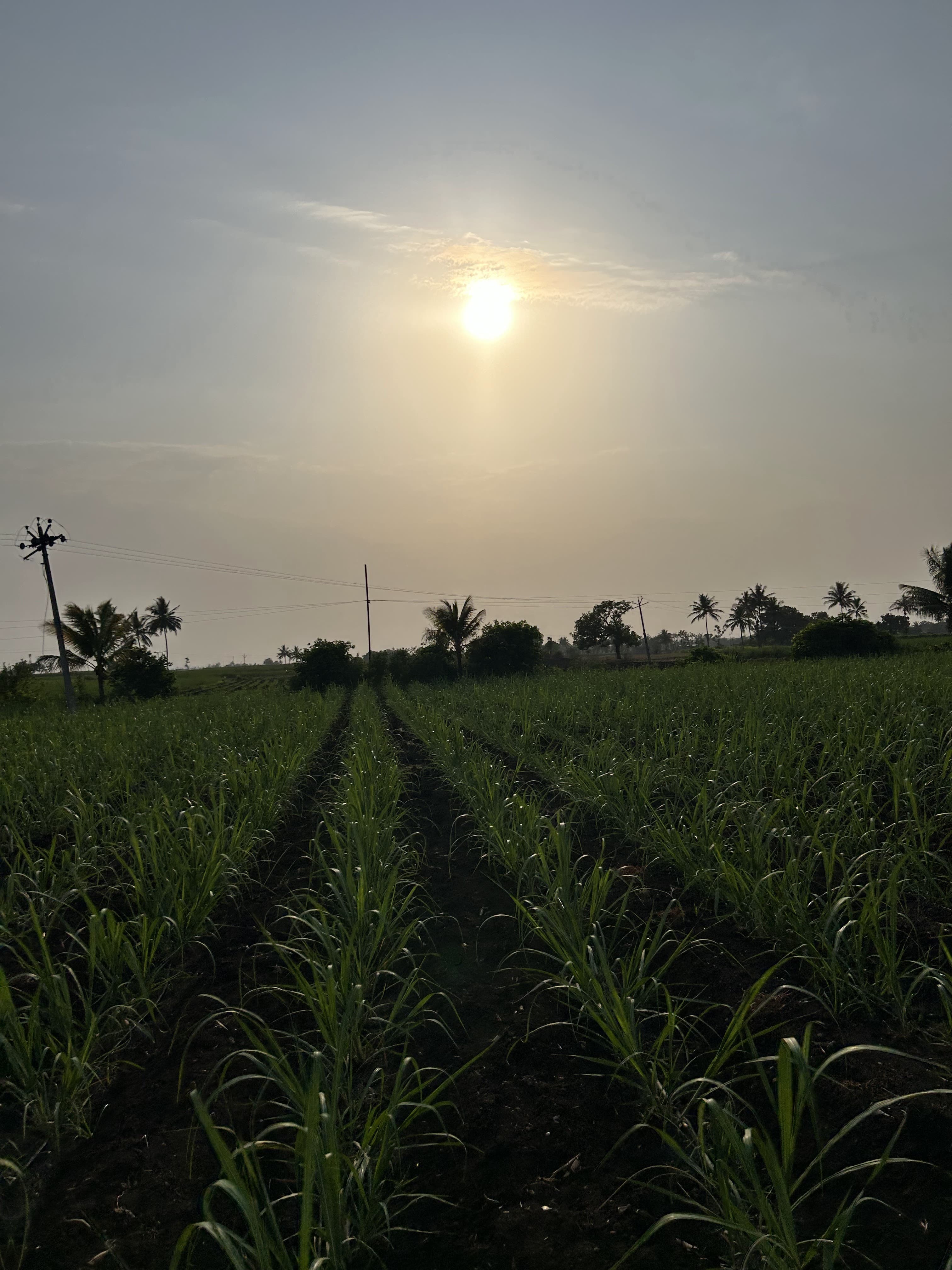 Farm 18