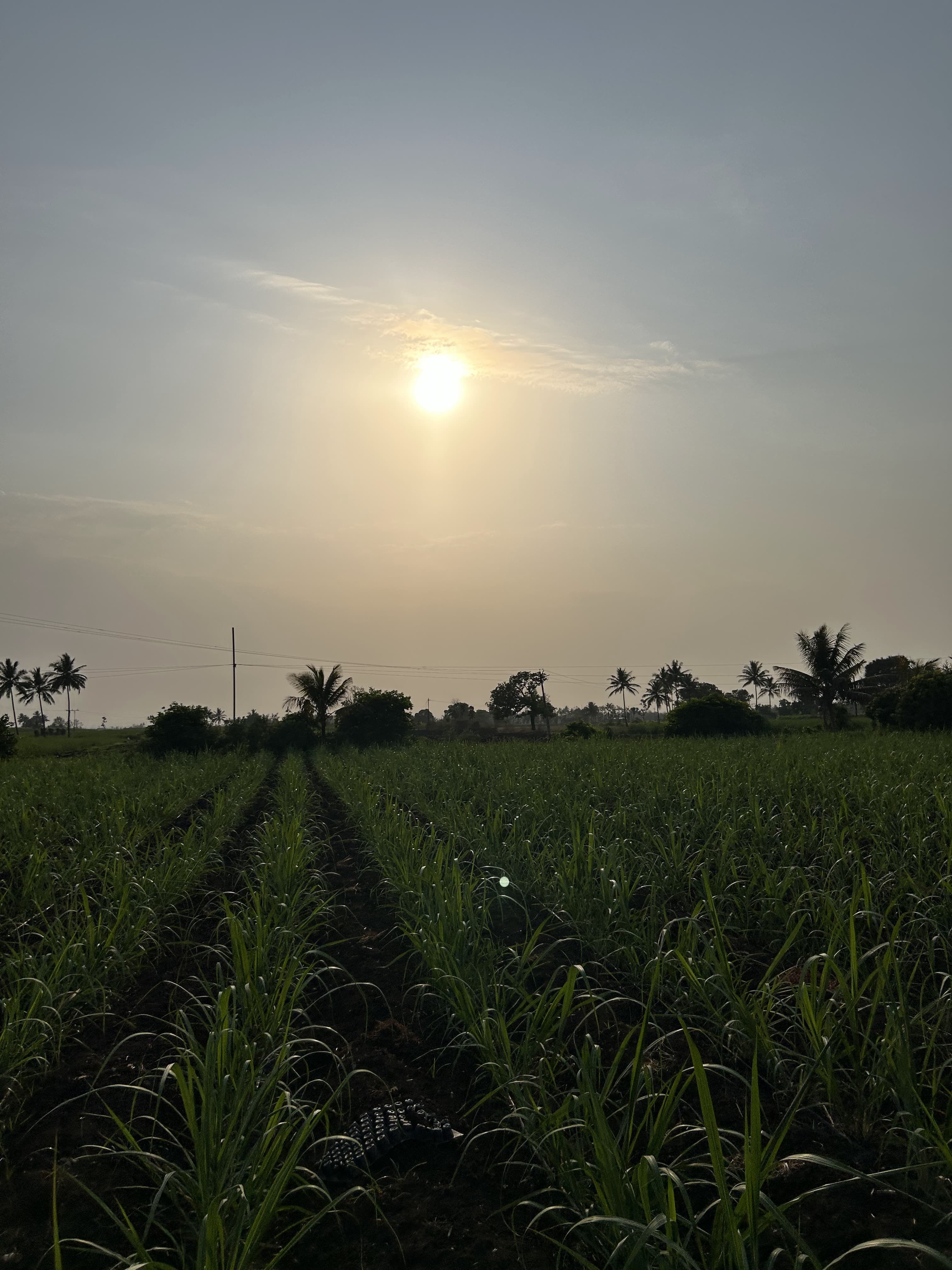 Farm 19