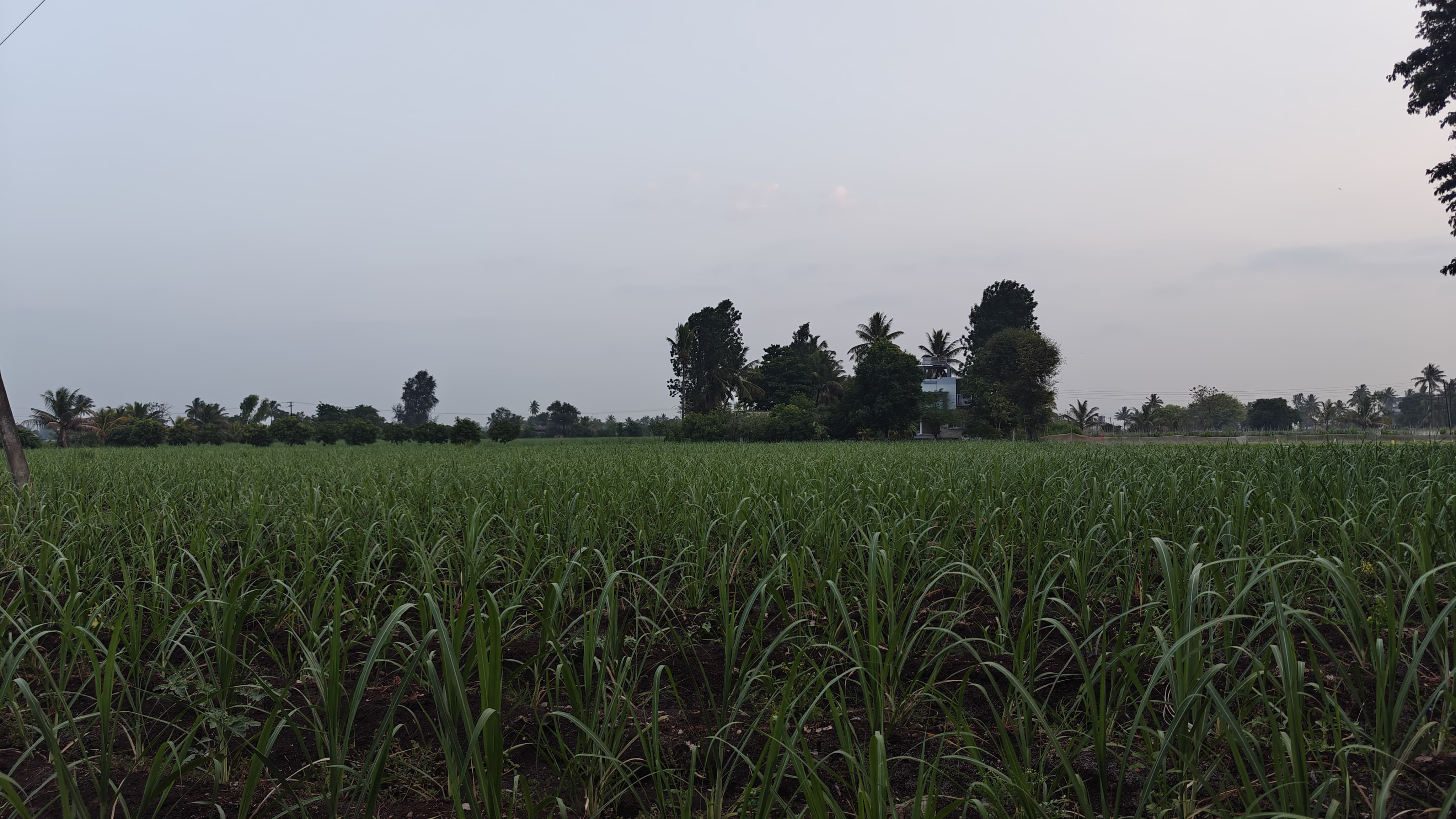 Farm 23