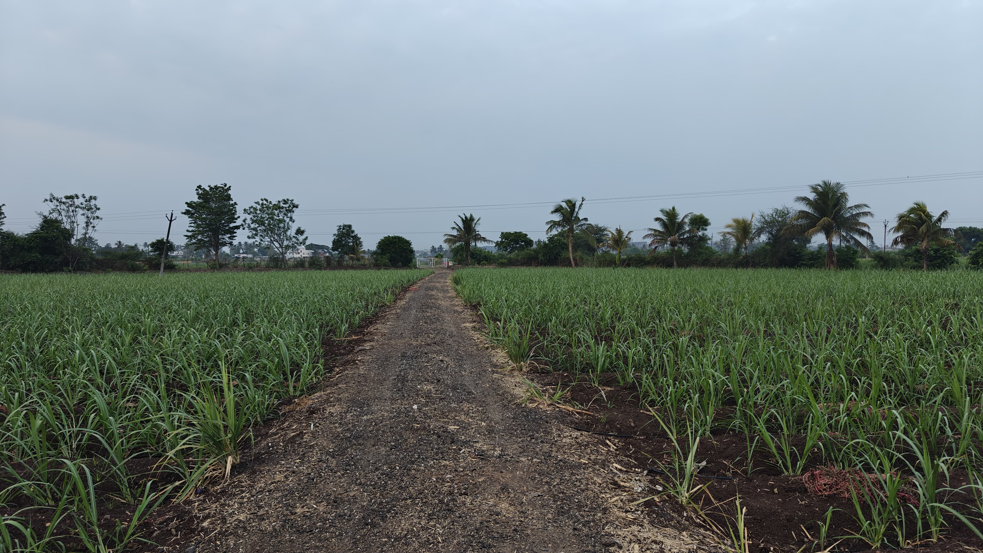 Farm 25