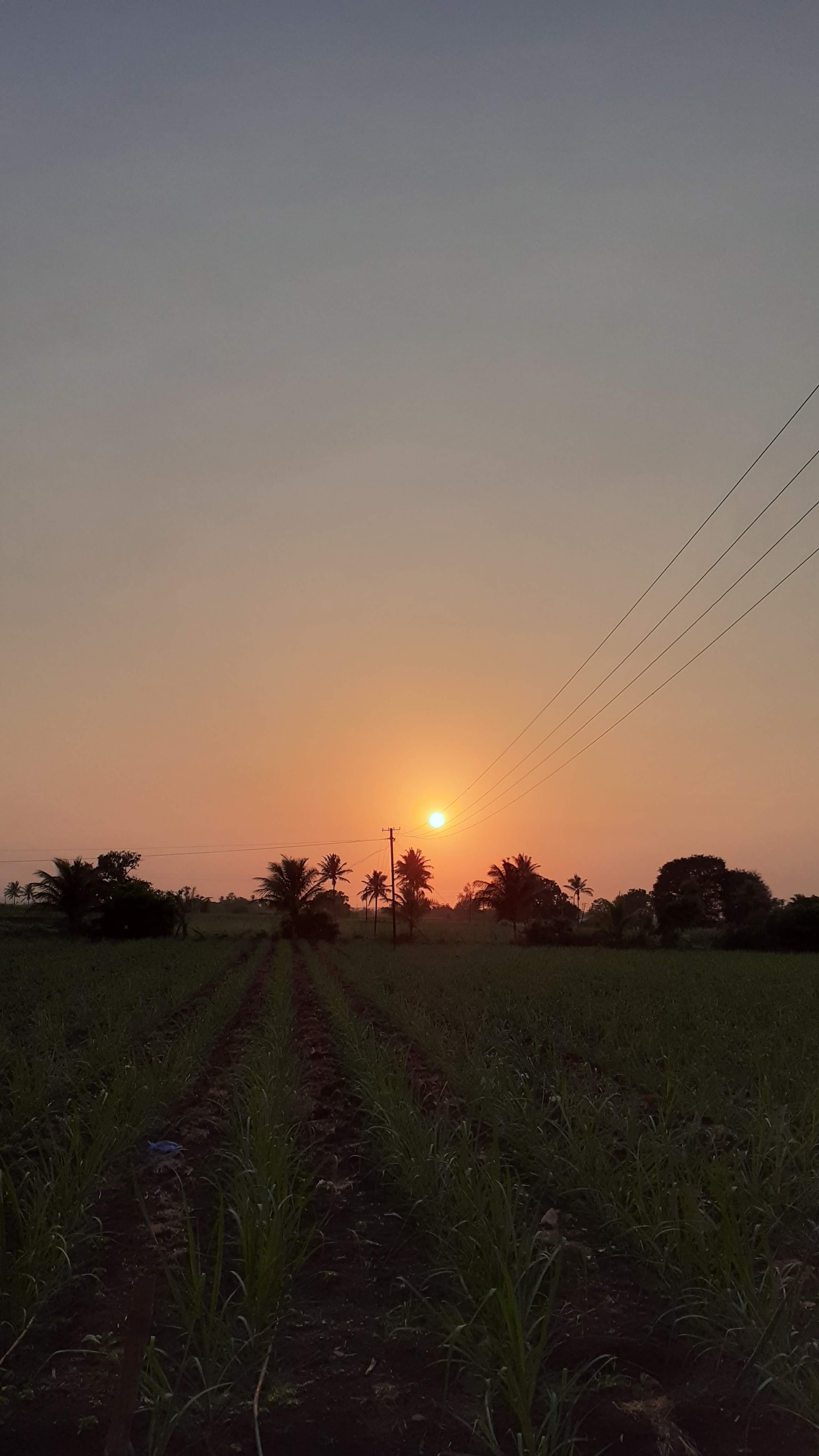 Farm 7